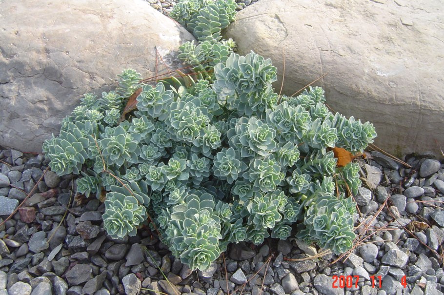 Молочай myrsinites