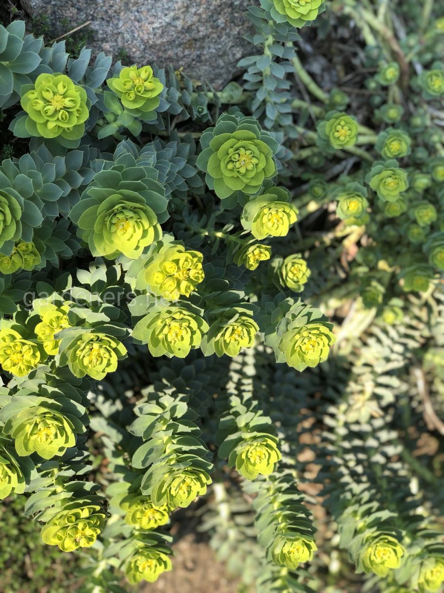 Молочай миртолистный фото