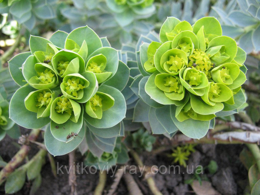 Молочай мирсинитес альпинист