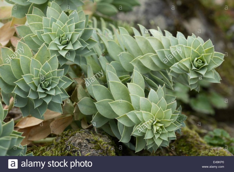 Эуфорбия миртолистная