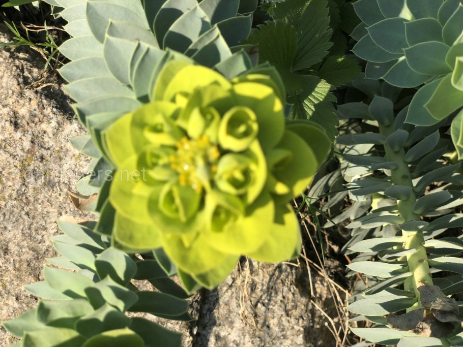 Молочай myrsinites