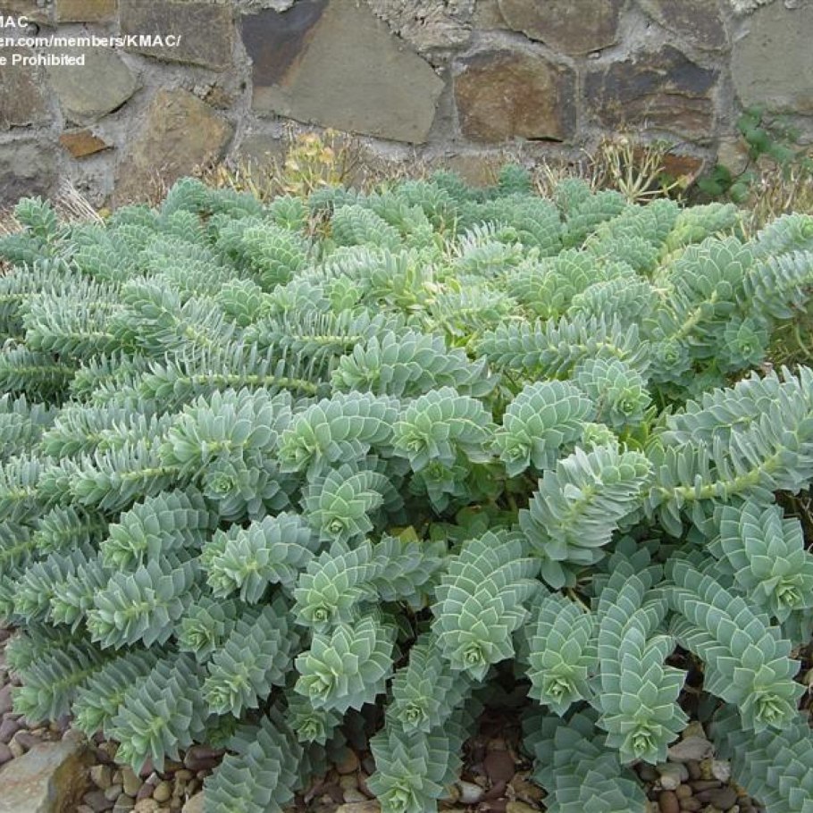 Эуфорбия myrsinites