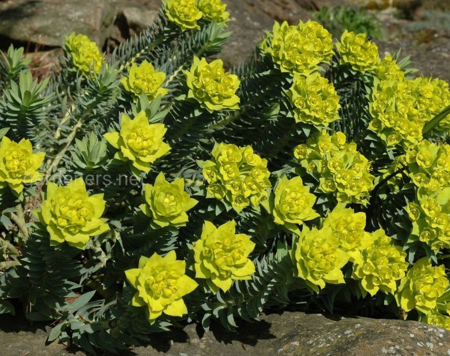 Молочай мирсинитес