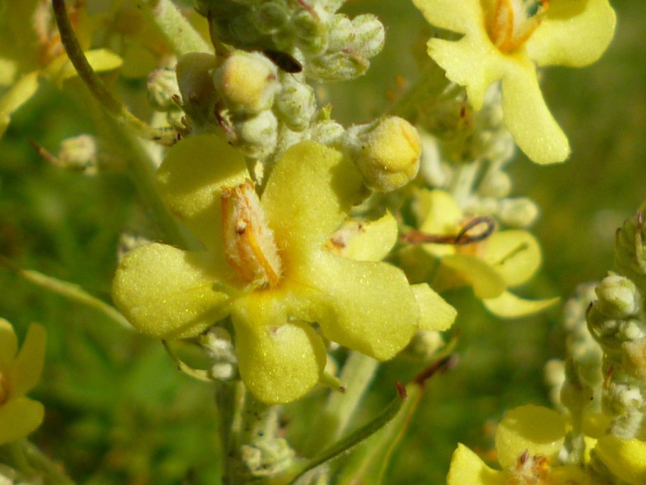 White Verbascum