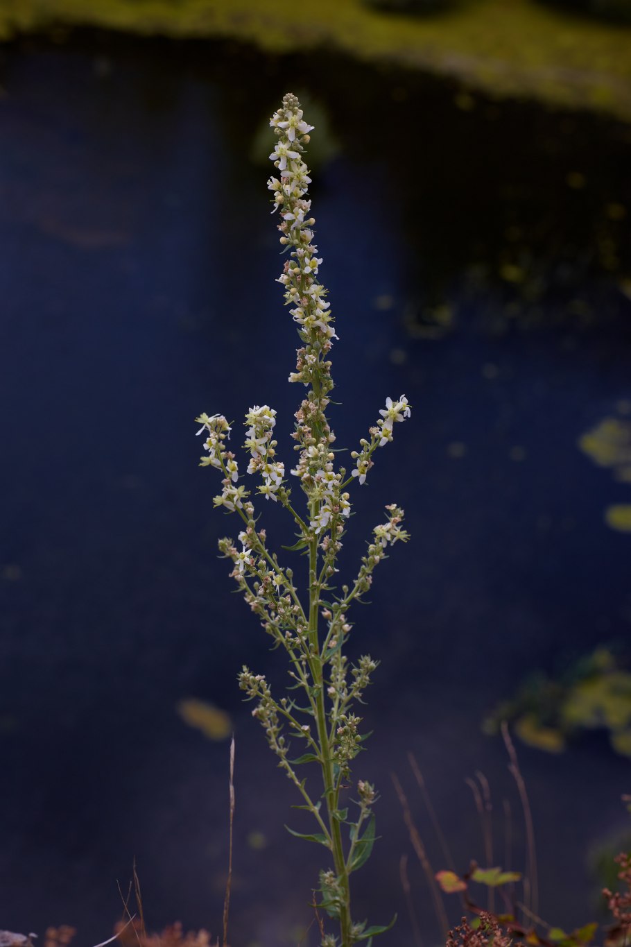 Verbascum Thapsus коровяк обыкновенный