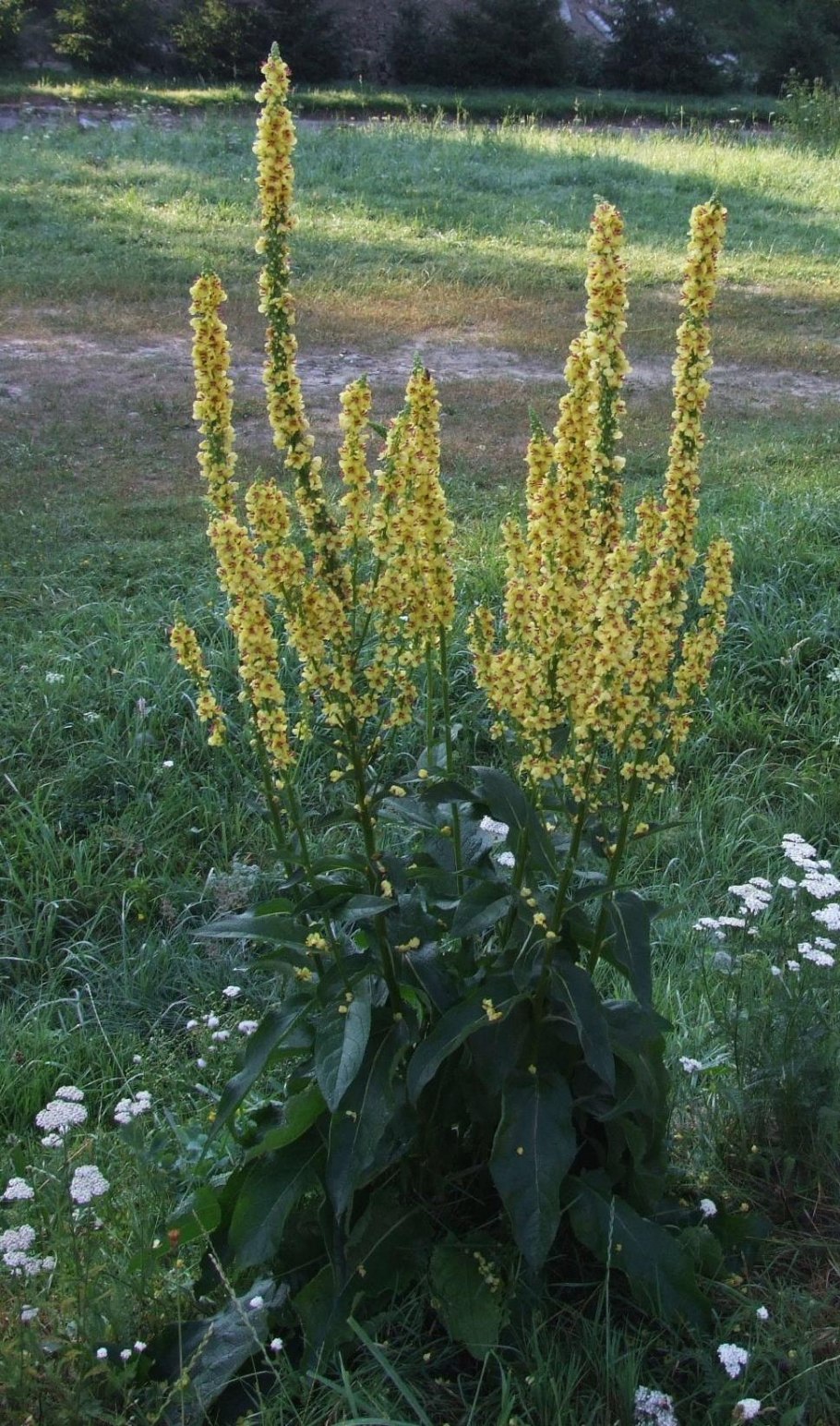 Коровяк обыкновенный Медвежье ухо