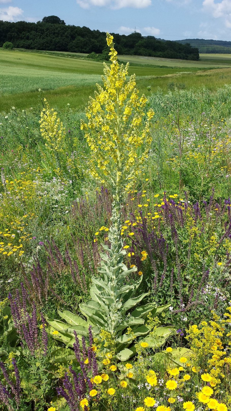 Засушенный коровяк