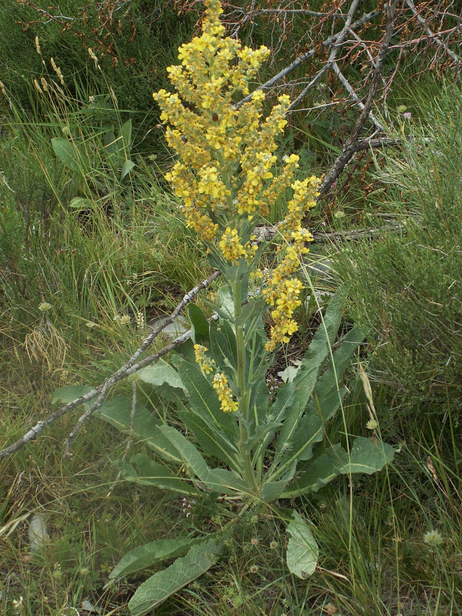 70. Verbascum lychnitis