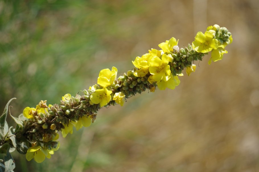 Verbascum densiflorum