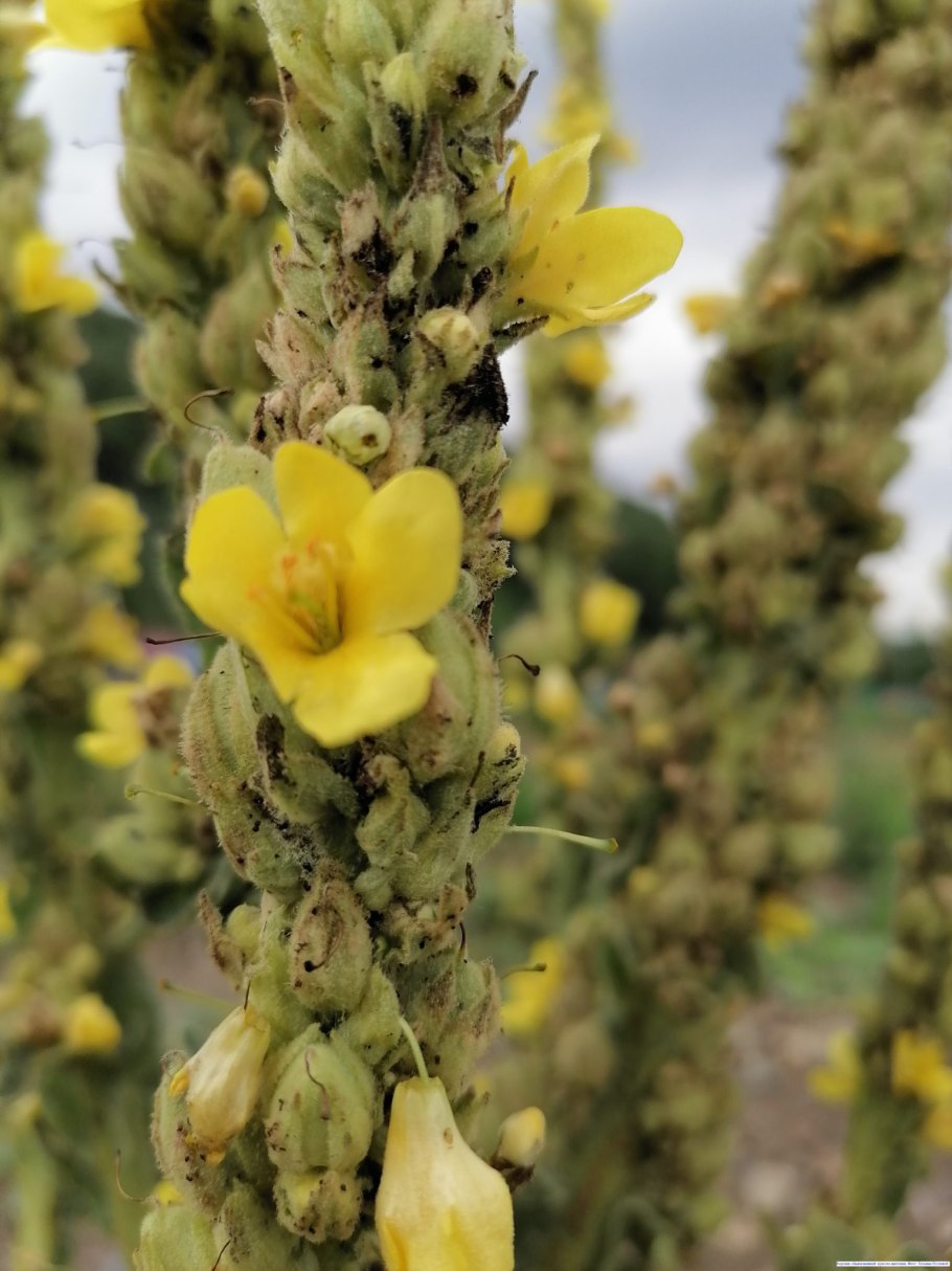 Сорняк коровяк