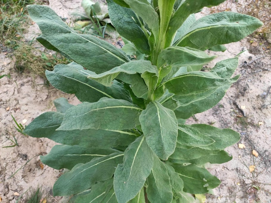 Коровяк великолепный