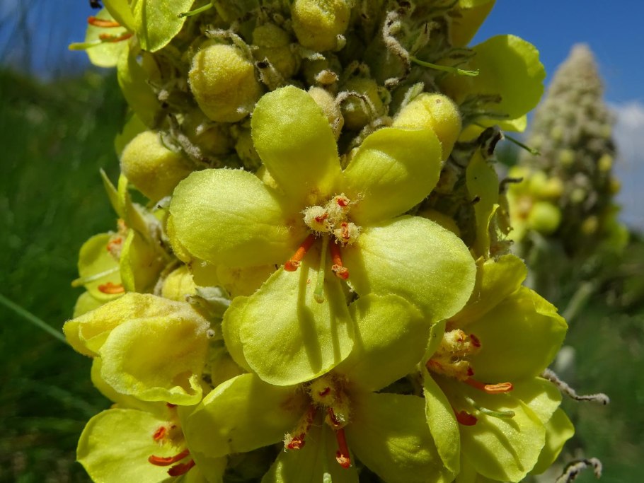 Verbascum longifolium