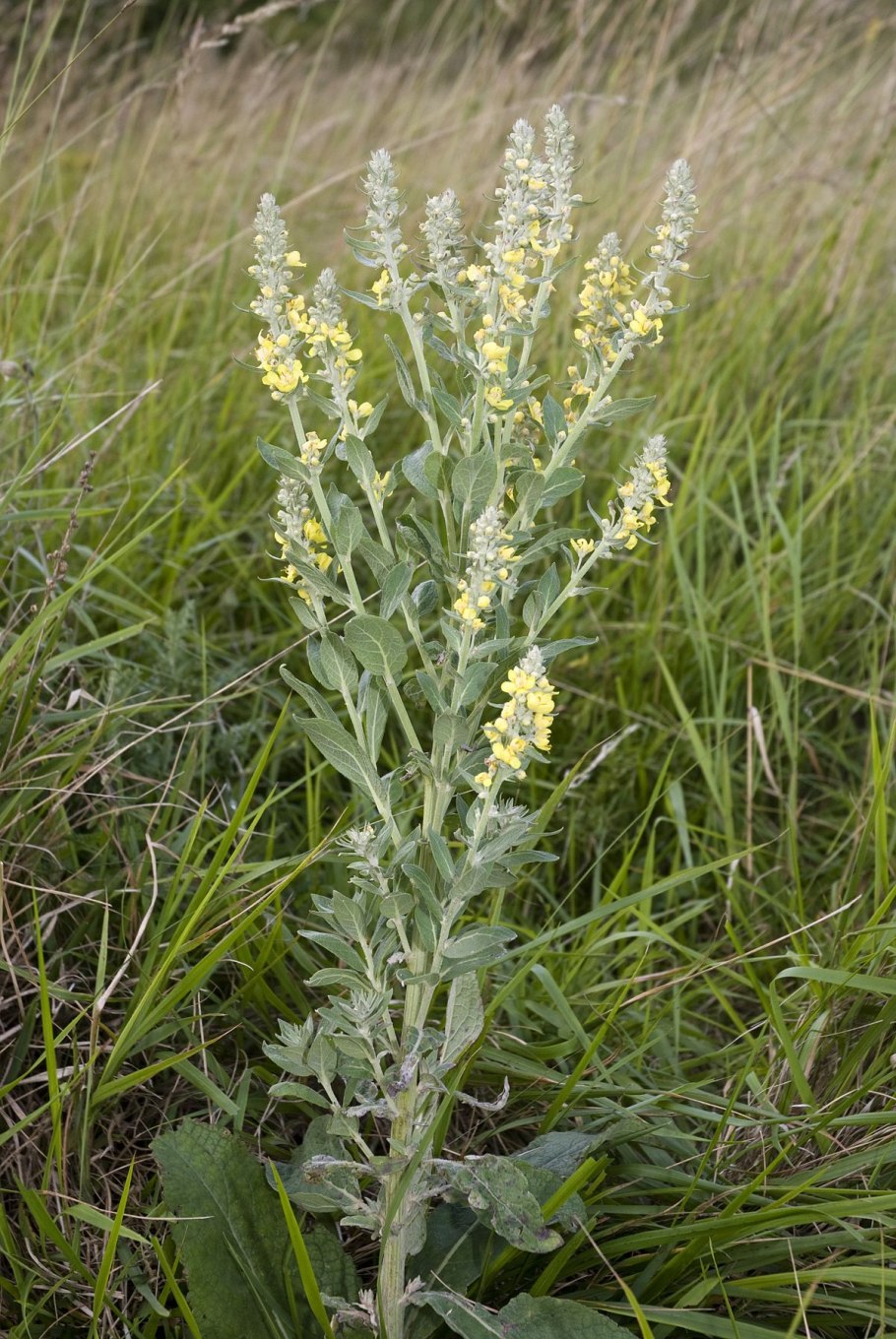 Коровяк метельчатый