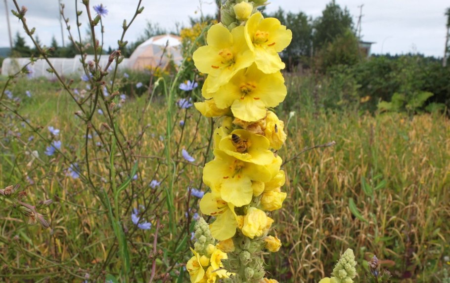 Коровяк от экземы