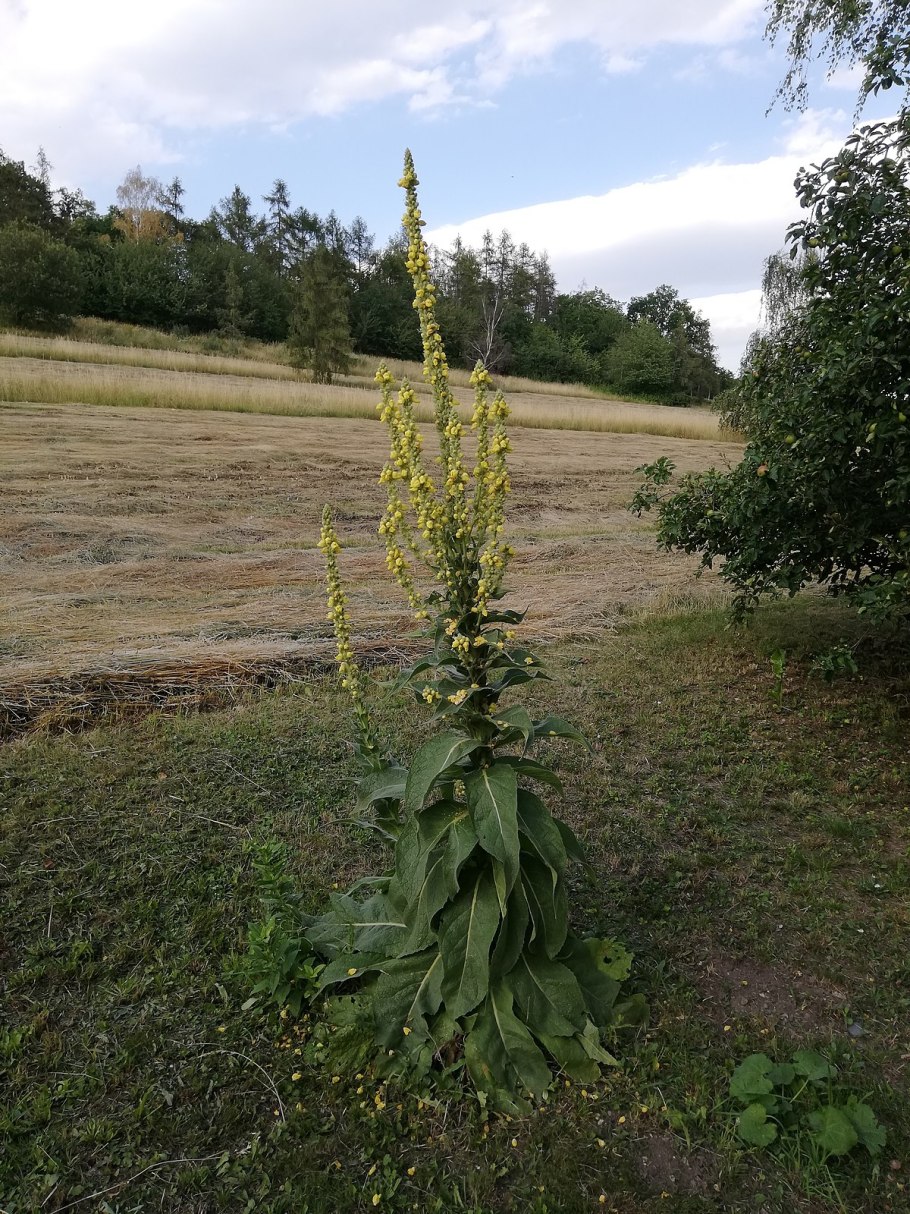 Verbascum lychnitis
