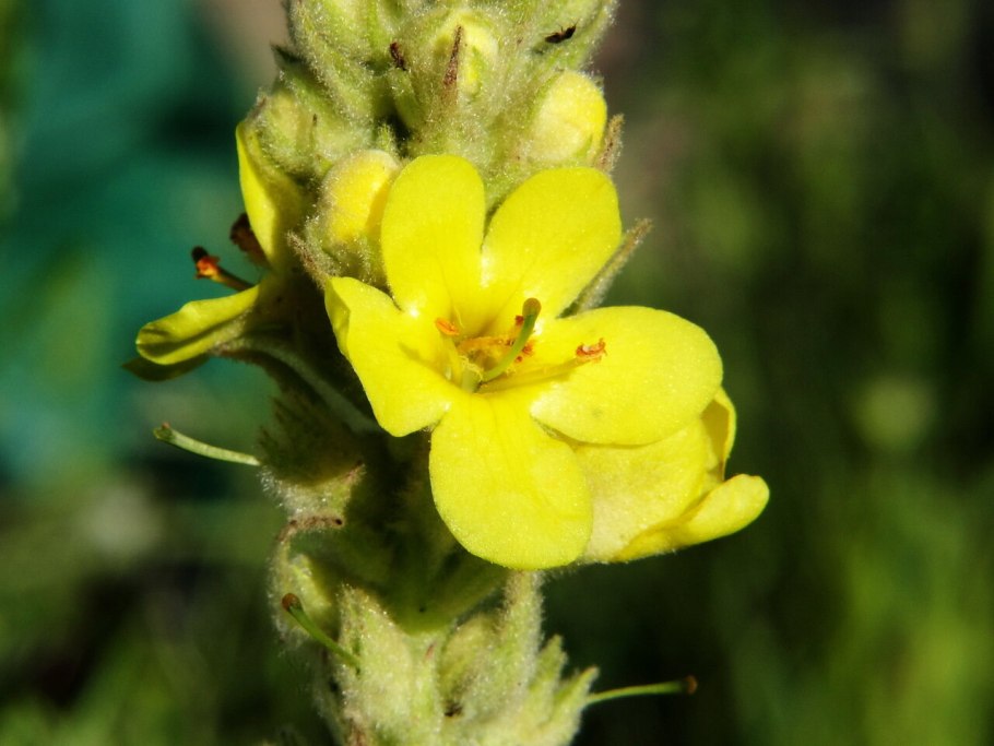 Коровяк Степной