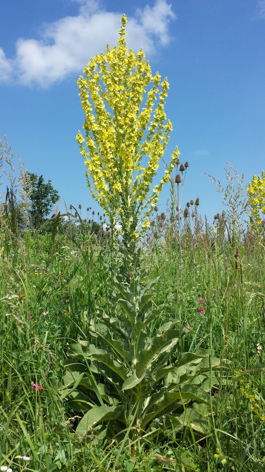 Коровяк метельчатый