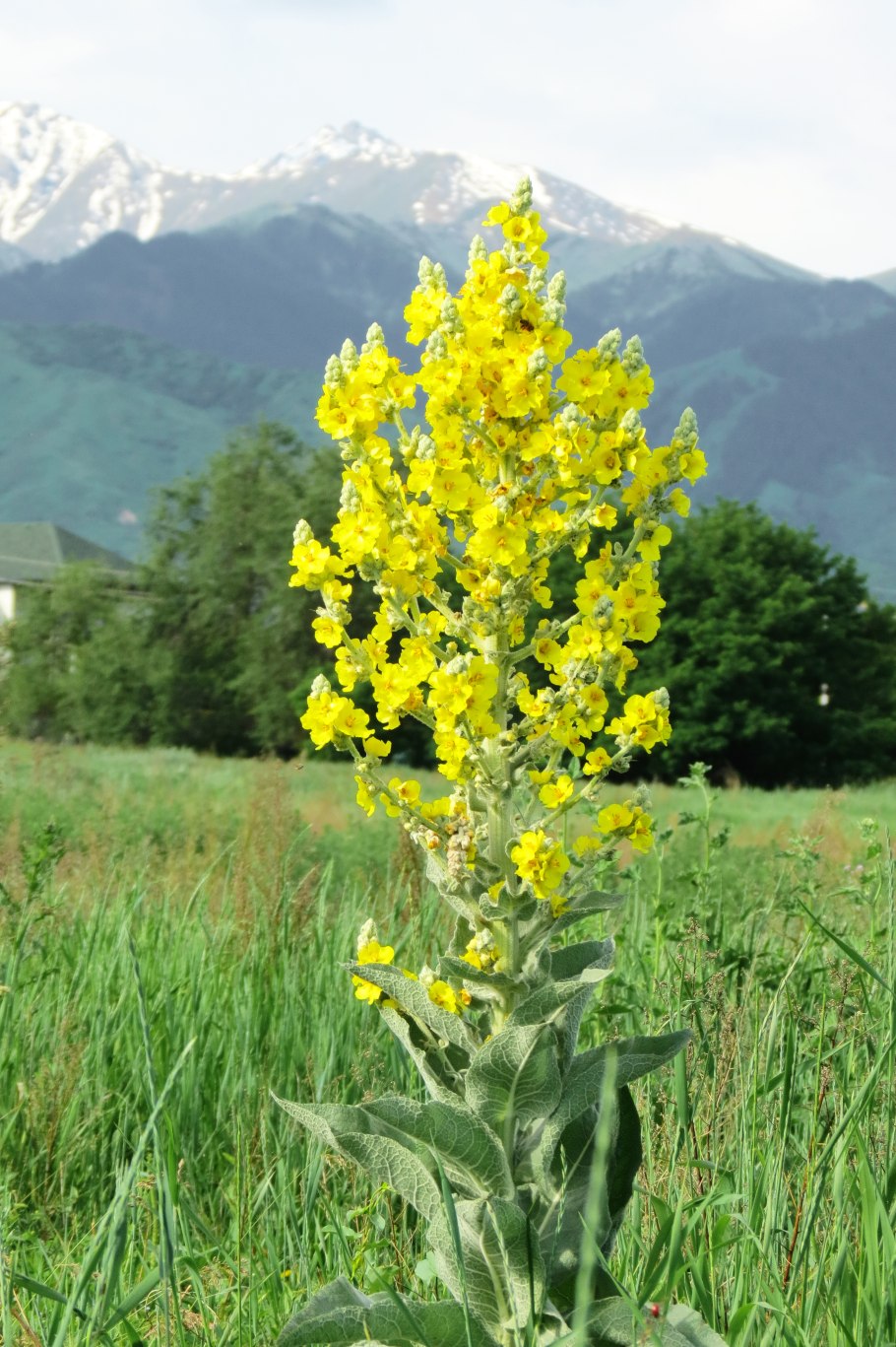 Коровяк скипетровидный