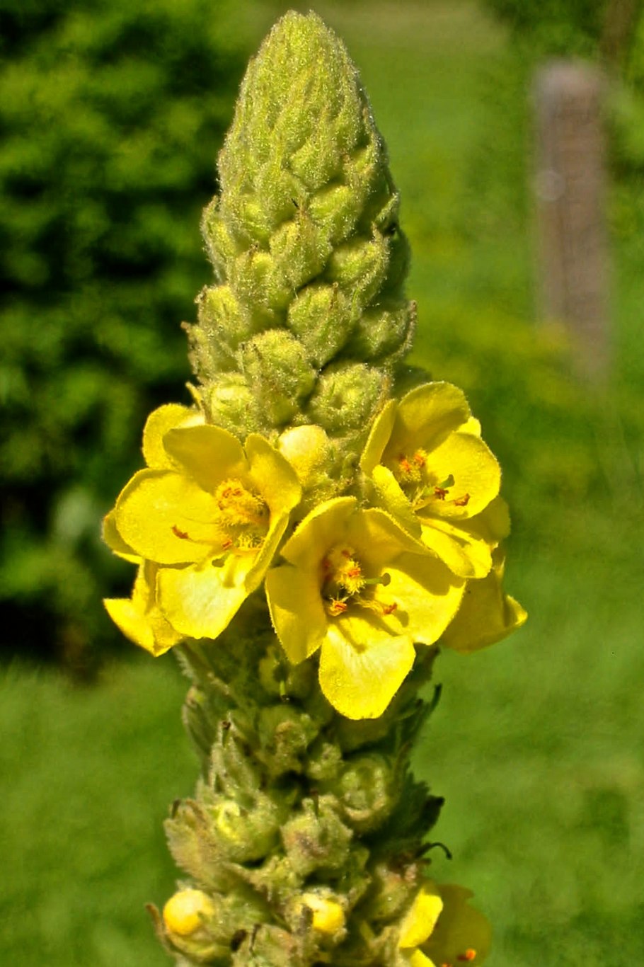 Коровяк обыкновенный медвежье ухо