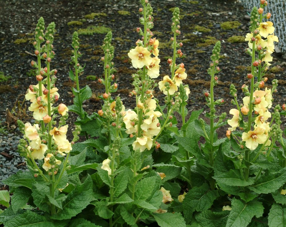 Коровяк обыкновенный