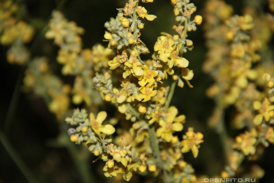 Verbascum lychnitis