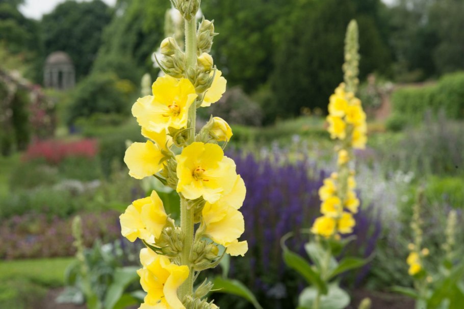 Коровяк вербаскум скипетровидный
