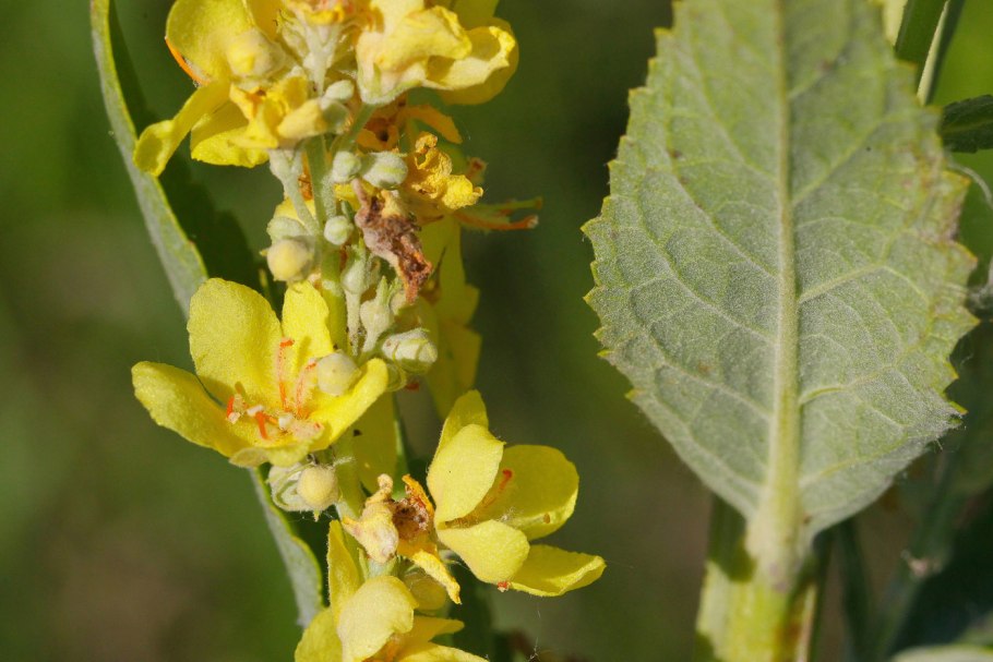 Коровяк Восточный (Verbascum orientale Bieb.)