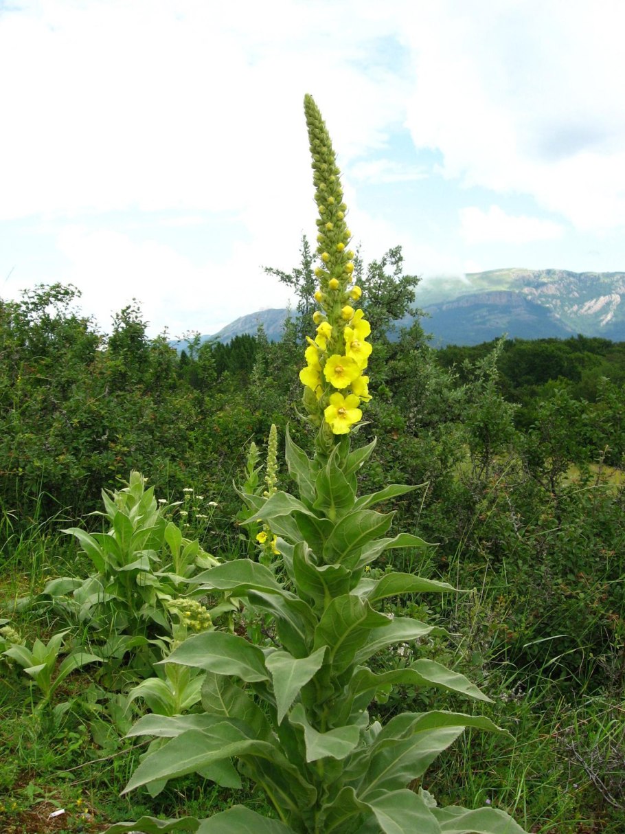 Verbascum phlomoides- коровяк лекарственный