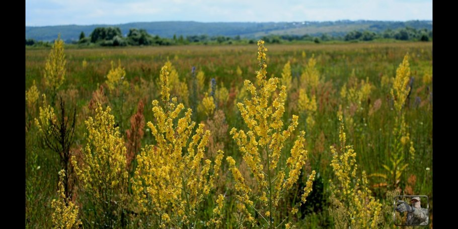 Высокие цветы да полтора 2 м фото