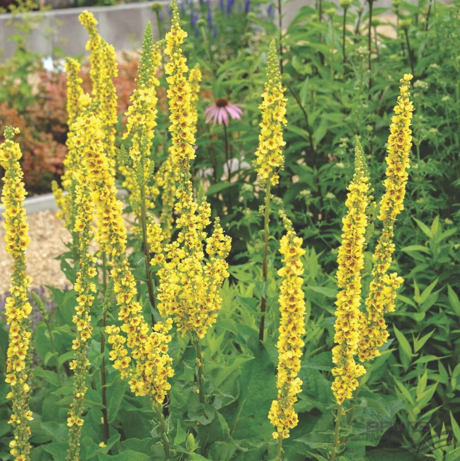 Коровяк (вербаскум) царский скипетр