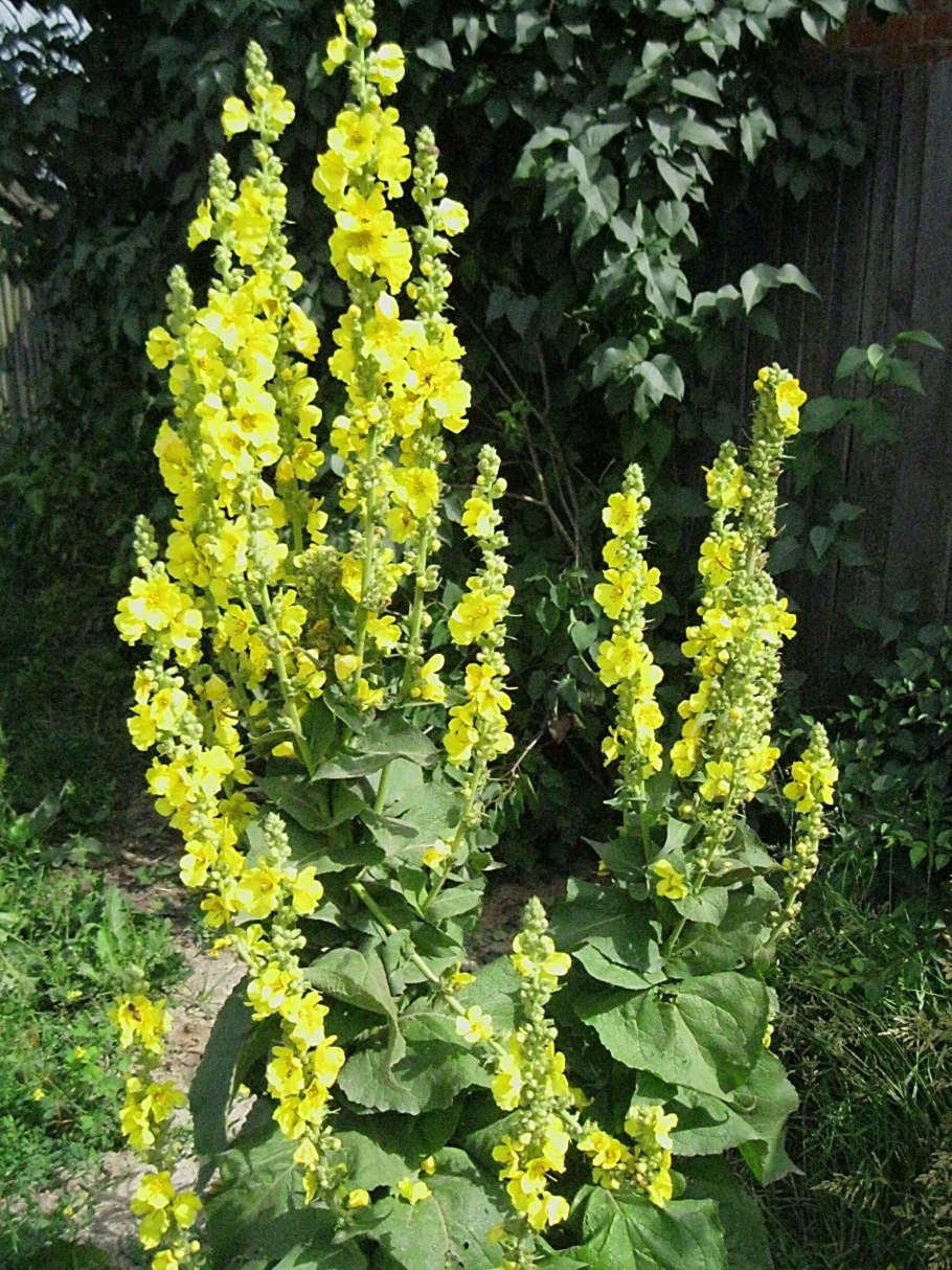 Норичниковые коровяк