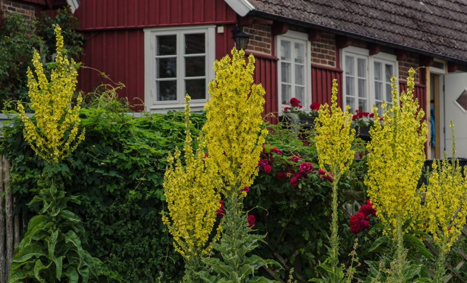 Коровяк вербаскум скипетровидный