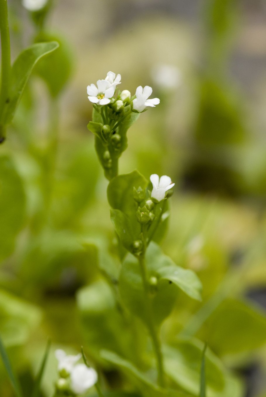 Самолус обыкновенный