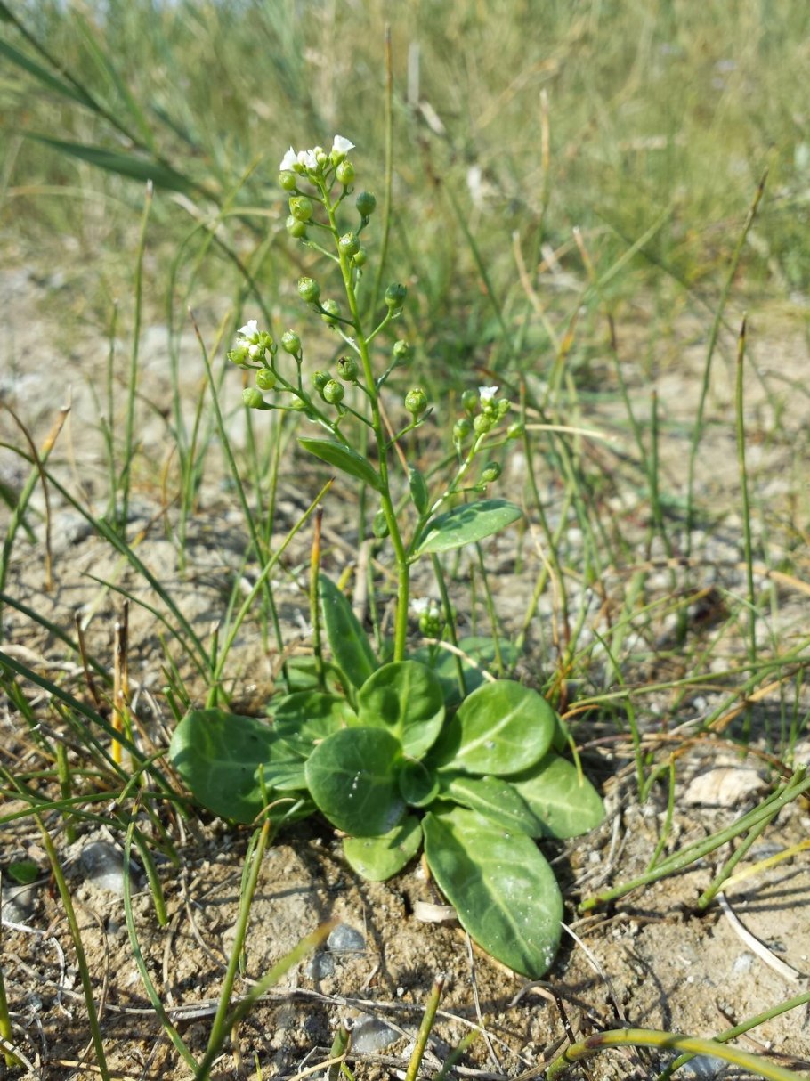Ян копс Flora Batava