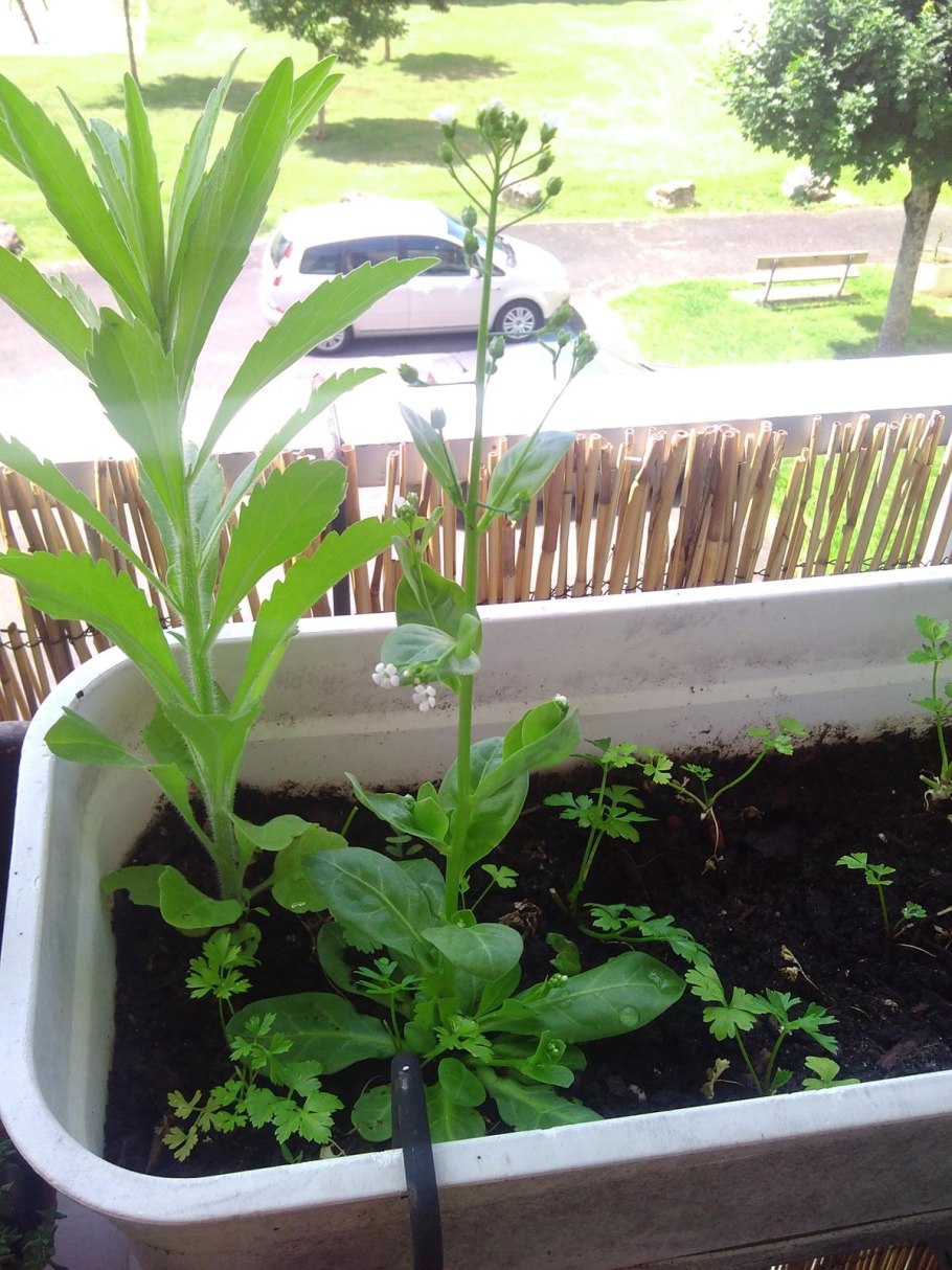 Карбюратор leader pz19jb