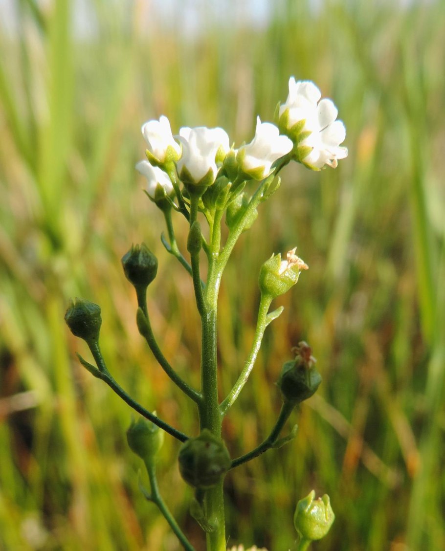 Северница Валеранда