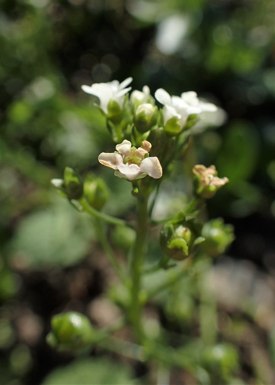 Северница Валеранда