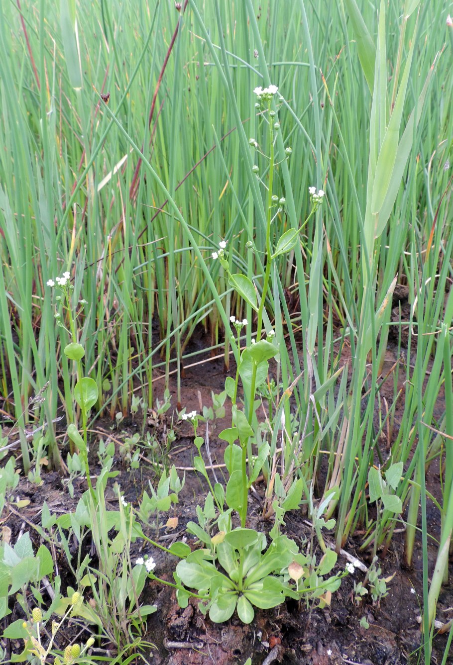 Анубиас, Клинум, Эхинодорус