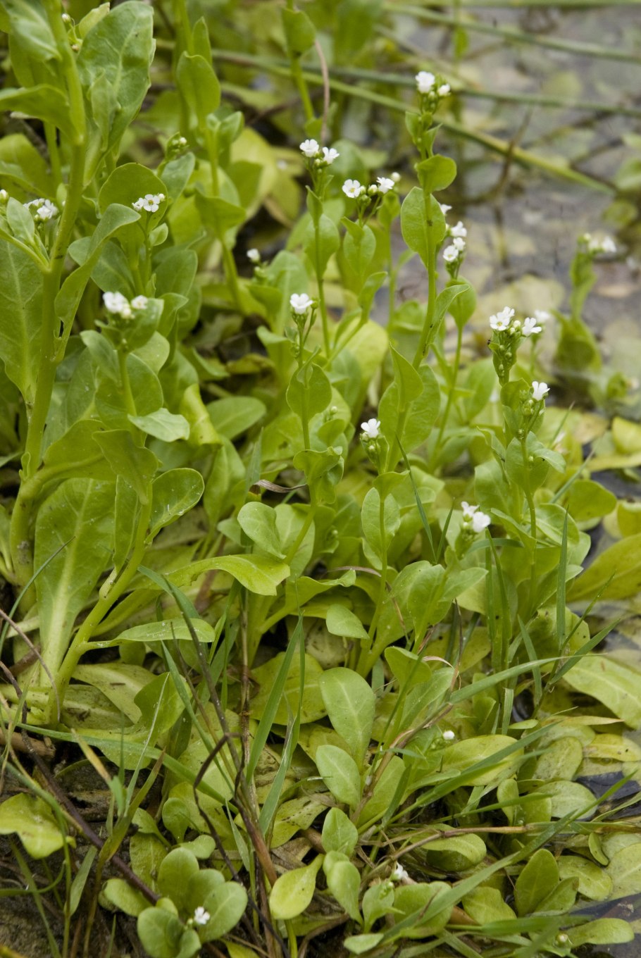 Samolus pyrolifolius