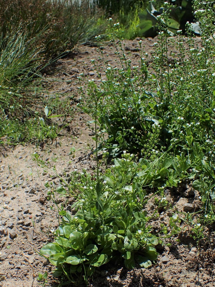 Самолус парвифлорус