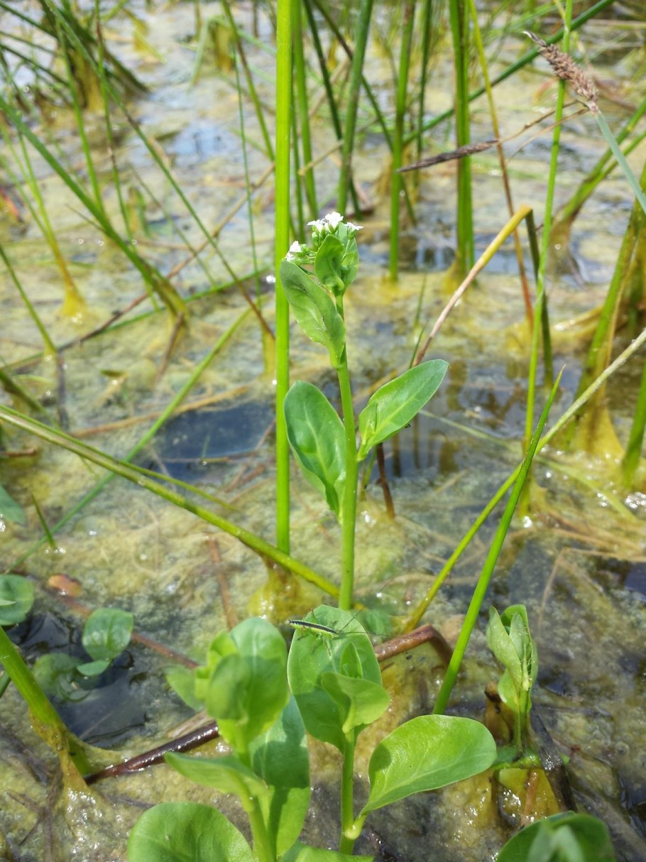 Гигрофила Пиннатифида Hygrophila pinnatifida