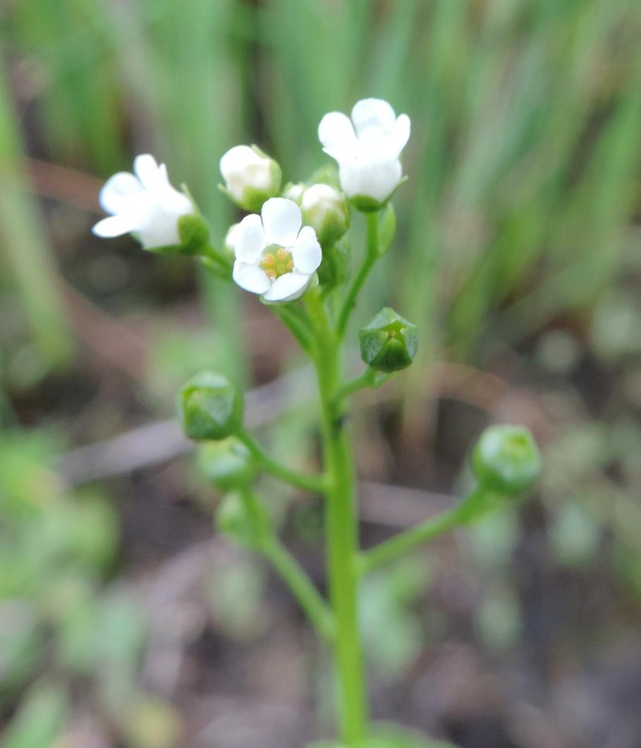 Самолюс ползучий