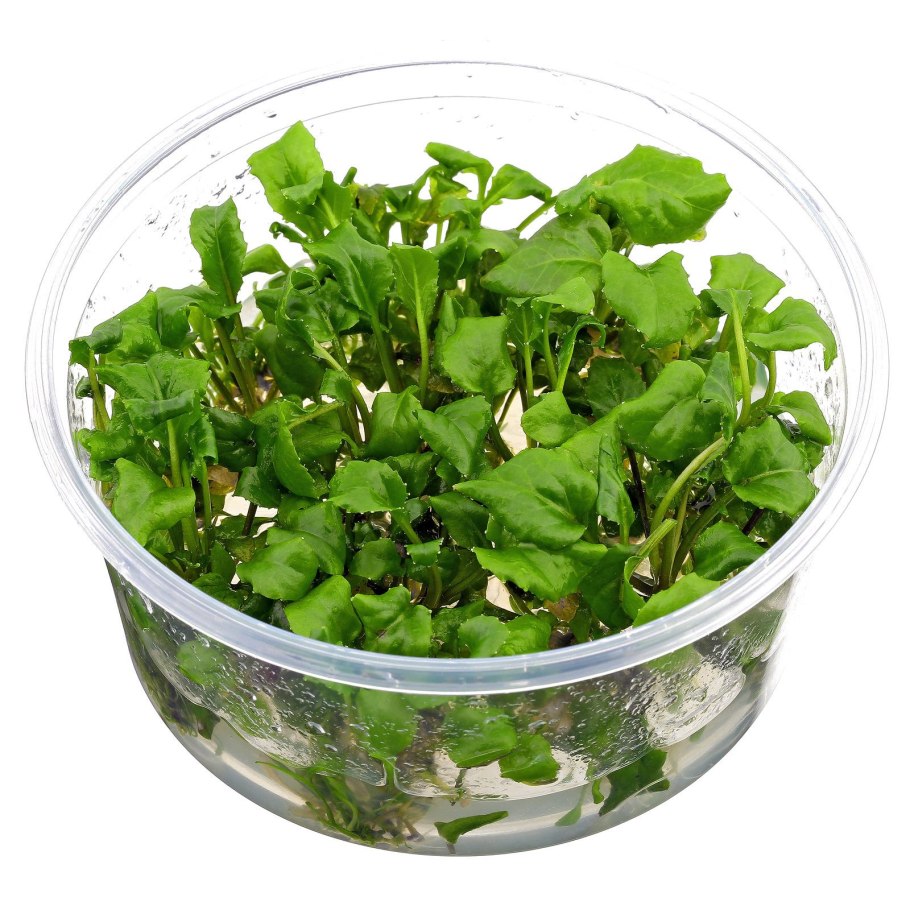 Заросшие могилы Россия