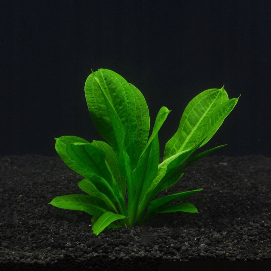 Саша Стоун звезды в Африке