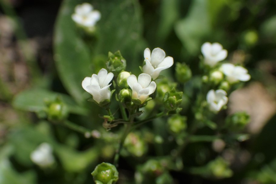 Северница Валеранда