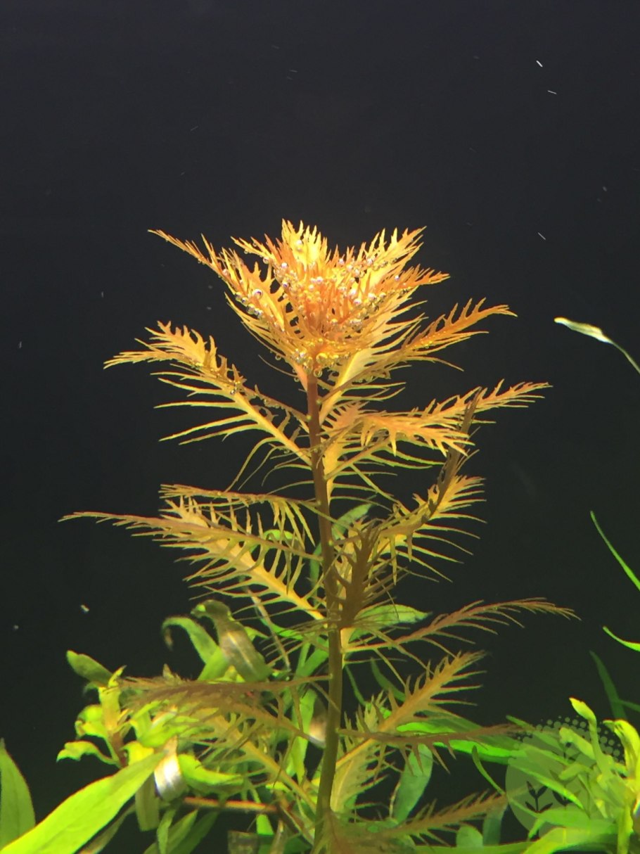 Эхинодорус парвифлорус