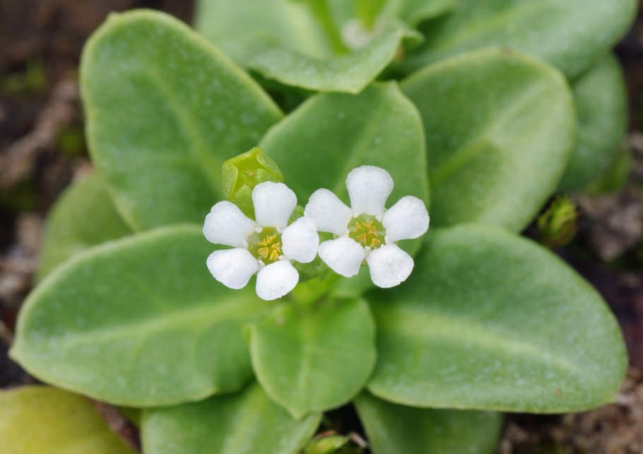 Самолюс ползучий