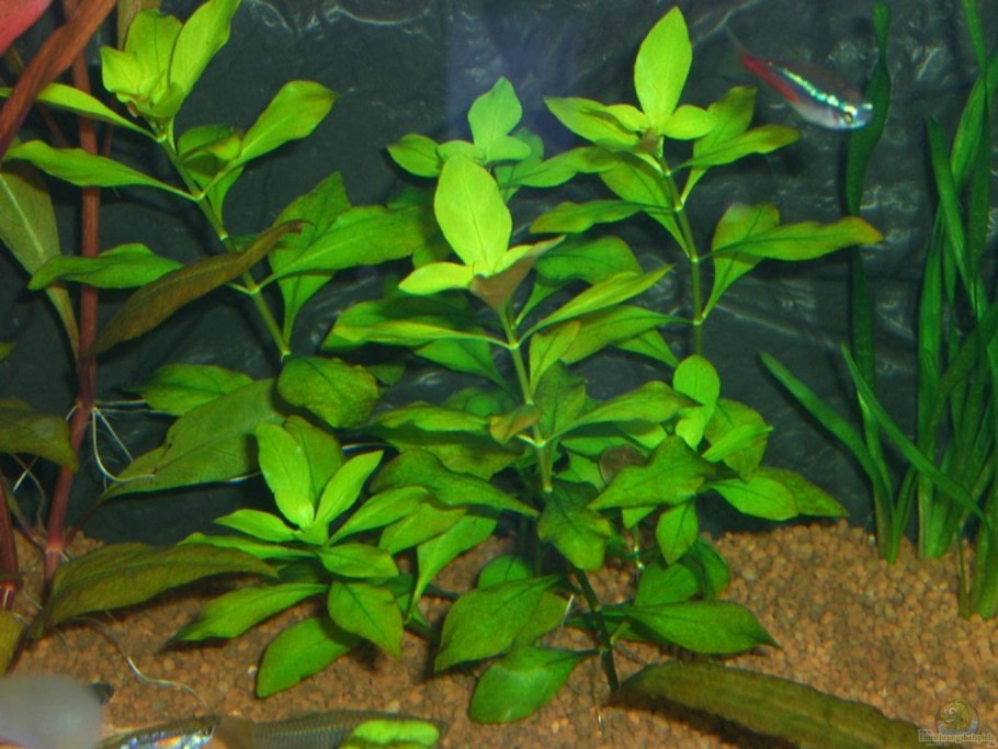 Руппия морская цветок