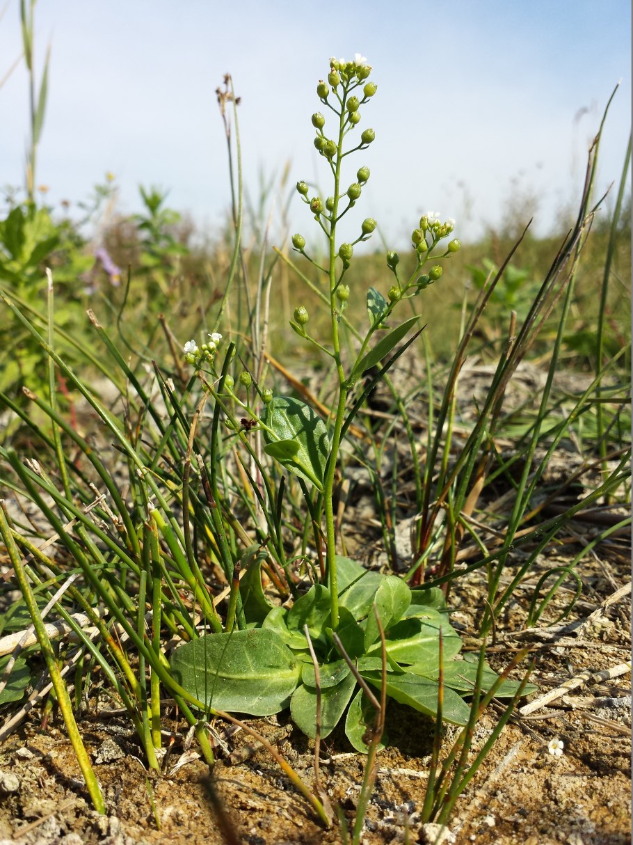 Люблин цветок