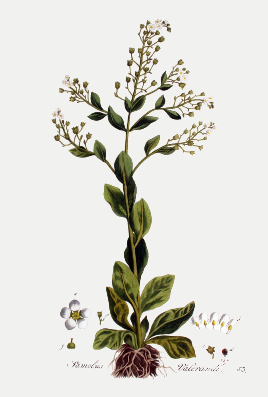 Карбюратор leader pz19jb